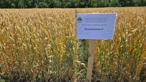 Cеминар " Сорта и технологии озимых и яровых культур"